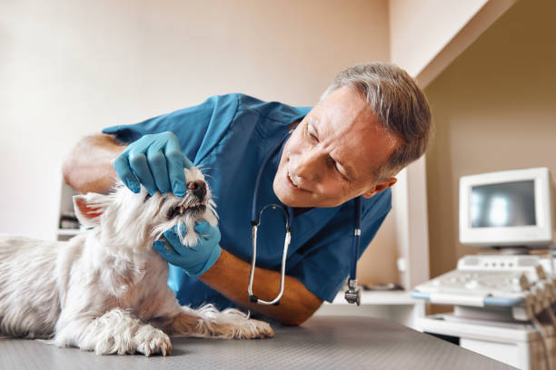 Best 24-Hour Emergency Dental Care in Brushy, OK